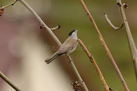 Attēlu rezultāti vaicājumam “Sylvia atricapilla male”