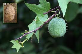 Attēlu rezultāti vaicājumam “Echinocystis lobata fruit”