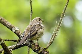 Attēlu rezultāti vaicājumam “Turdus pilaris juvenile”