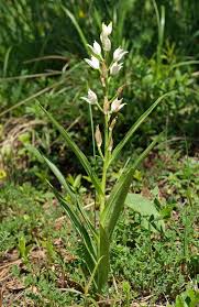 Attēlu rezultāti vaicājumam “Cephalanthera longifolia”
