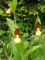 Attēlu rezultāti vaicājumam “Cypripedium calceolus flower”