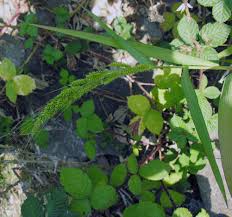 Attēlu rezultāti vaicājumam “Echinochloa crus-galli leaf”