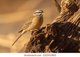 Image result for Emberiza cia