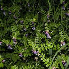 Attēlu rezultāti vaicājumam “Vicia cracca bud”