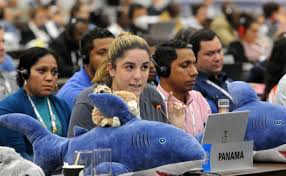 Image result for Acroteriobatus blochii