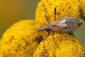 Attēlu rezultāti vaicājumam “Himacerus apterus”