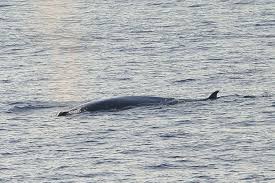 Image result for Balaenoptera omurai