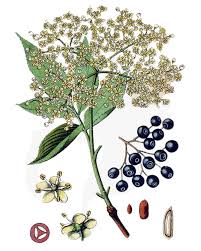 Attēlu rezultāti vaicājumam “Sambucus nigra fruit”