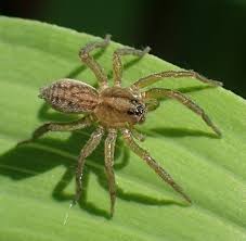 Attēlu rezultāti vaicājumam “Lycosidae”