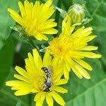 Attēlu rezultāti vaicājumam “Crepis biennis leaf”