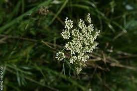 Attēlu rezultāti vaicājumam “Cnidium dubium”