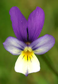 Attēlu rezultāti vaicājumam “Viola tricolor subsp. curtisii flower”