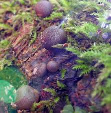 Attēlu rezultāti vaicājumam “Lycogala cf. oleocrystalliferum”