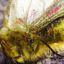 Attēlu rezultāti vaicājumam “Meloe sp. imago”