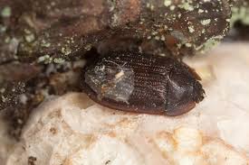 Attēlu rezultāti vaicājumam “Ostoma ferruginea”