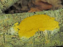 Attēlu rezultāti vaicājumam “Amaurochaete atra young”