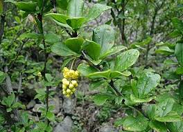 Attēlu rezultāti vaicājumam “Berberis vulgaris”