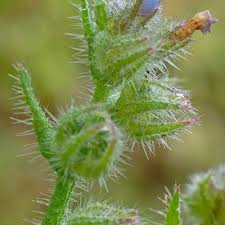 Attēlu rezultāti vaicājumam “Anchusa arvensis”
