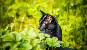 Afbeeldingsresultaat voor katten