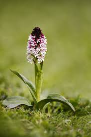 Attēlu rezultāti vaicājumam “Orchis ustulata”