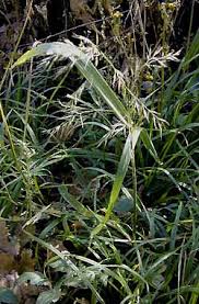 Attēlu rezultāti vaicājumam “Festuca gigantea”