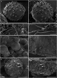 Attēlu rezultāti vaicājumam “Diderma chondrioderma spores”