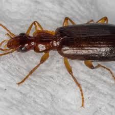 Attēlu rezultāti vaicājumam “Dromius quadrimaculatus”