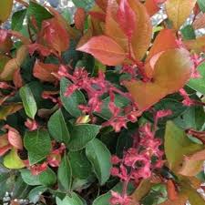 Attēlu rezultāti vaicājumam “Gaultheria cuneata”