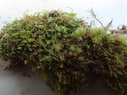 Attēlu rezultāti vaicājumam “Pohlia cruda”