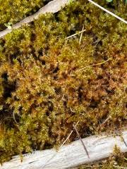 Attēlu rezultāti vaicājumam “Drepanocladus polygamus”