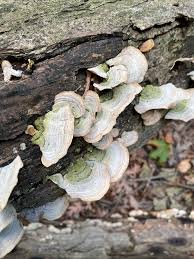 Attēlu rezultāti vaicājumam “Stereum fasciatum”