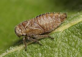 Attēlu rezultāti vaicājumam “Licea pusilla macro”