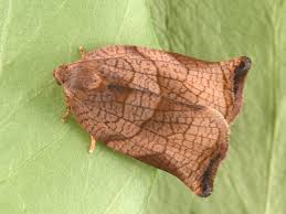 Attēlu rezultāti vaicājumam “Archips podana”