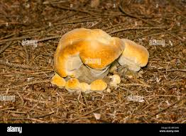 Attēlu rezultāti vaicājumam “Phaeolus schweinitzii”