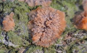 Attēlu rezultāti vaicājumam “Phlebia radiata”