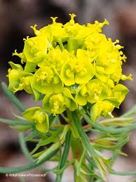 Attēlu rezultāti vaicājumam “Euphorbia cyparissias fruit”