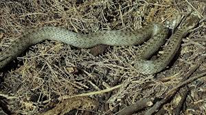 Attēlu rezultāti vaicājumam “Coronella austriaca adult”