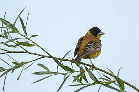 Image result for Emberiza melanocephala