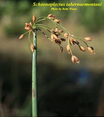 Attēlu rezultāti vaicājumam “Schoenoplectus lacustris subsp. glaucus bud”