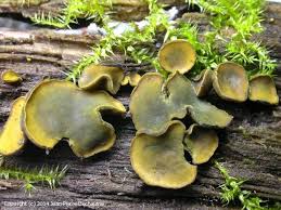 Attēlu rezultāti vaicājumam “Chlorencoelia versiformis”