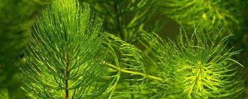 「金魚藻」的圖片搜尋結果