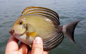 Image result for Acanthurus xanthopterus