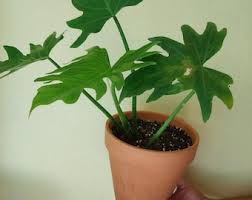 Attēlu rezultāti vaicājumam “Diderma radiatum young”