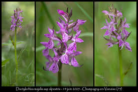 Attēlu rezultāti vaicājumam “Dactylorhiza majalis subsp. baltica”