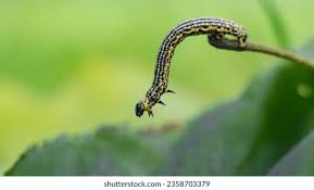 Attēlu rezultāti vaicājumam “Abraxas sylvata larva”