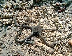 Attēlu rezultāti vaicājumam “Ophiotheca sp.”