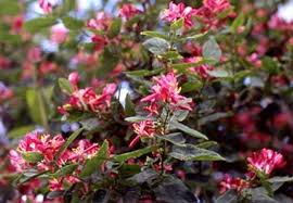 Attēlu rezultāti vaicājumam “Lonicera tatarica flower”