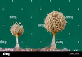 Attēlu rezultāti vaicājumam “Trichia sp.”