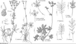 Image result for Potentilla recta