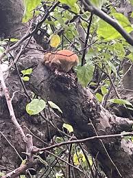 Attēlu rezultāti vaicājumam “Sarcodontia crocea”